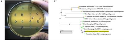 A lytic bacteriophage isolate reduced Clostridium perfringens induced lesions in necrotic enteritis challenged broilers